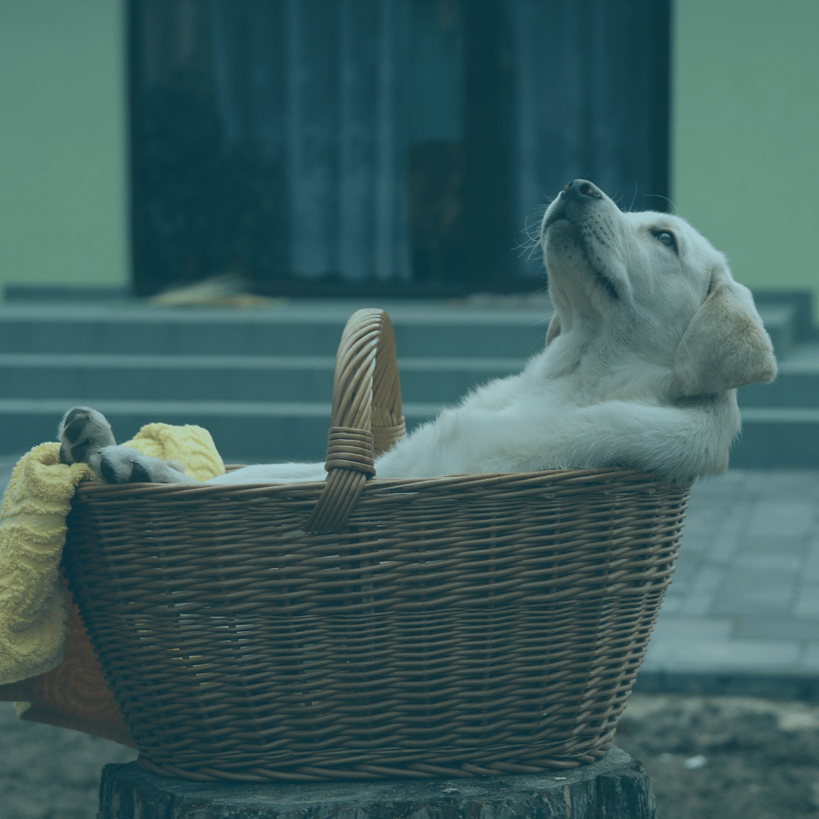 Happy puppy relaxing in basket