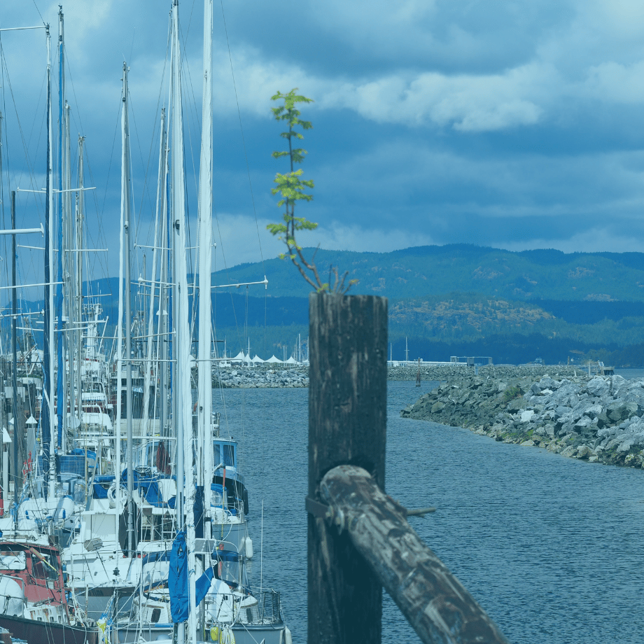 Docks of Campbell River, British Columbia